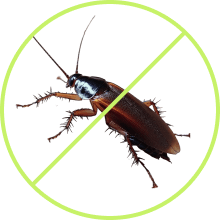 Cockroaches