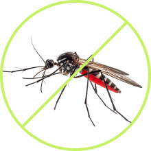 Mosquitoes