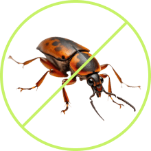 Bed Bugs