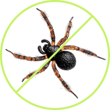 Spiders