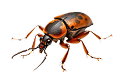 Pest Management & Fumigation